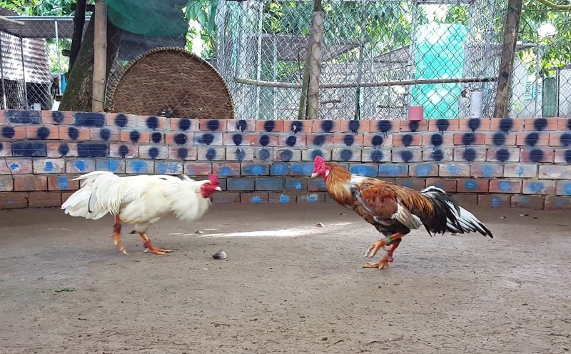 Mẹo chơi đá gà dành cho người mới bắt đầu